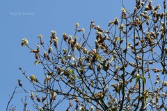 Actinodaphne malabarica